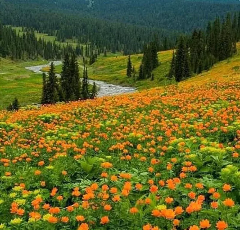 Участок в Алтай, Шебалинский район, с. Барагаш  (30.0 сот.) - Фото 2