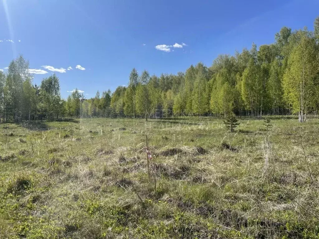 Участок в Тюменская область, Тюмень Велижанский тракт, 7-й км, 8 (7.0 ... - Фото 2