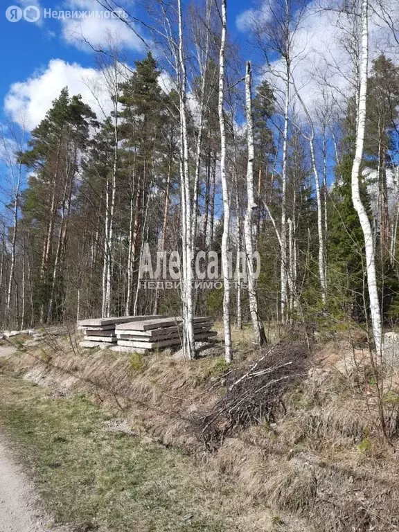 Участок в Приозерский район, Кузнечнинское городское поселение, ... - Фото 1