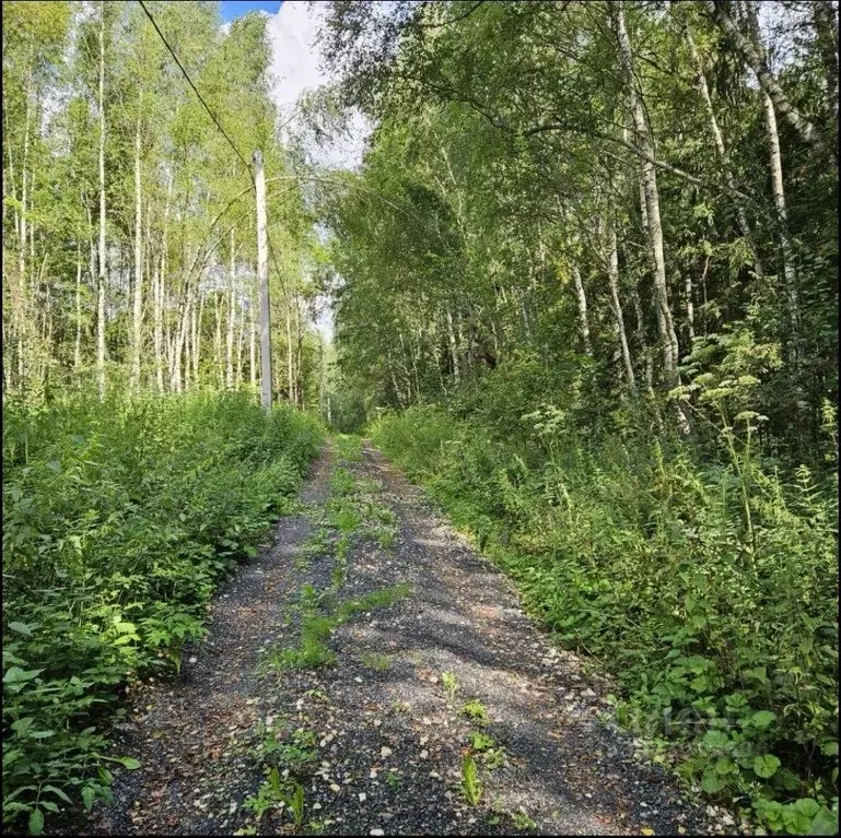 Участок, 24 сот., сельхоз (снт или днп) - Фото 1