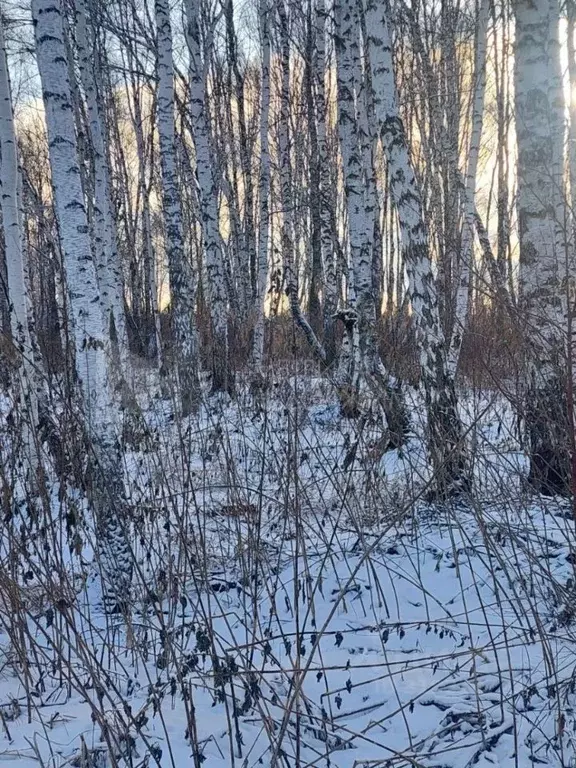 Участок в Тюменская область, Тюмень Садовое товарищество Липовый ... - Фото 0