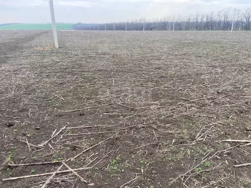 Участок в Ростовская область, Мясниковский район, с. Большие Салы ул. ... - Фото 2