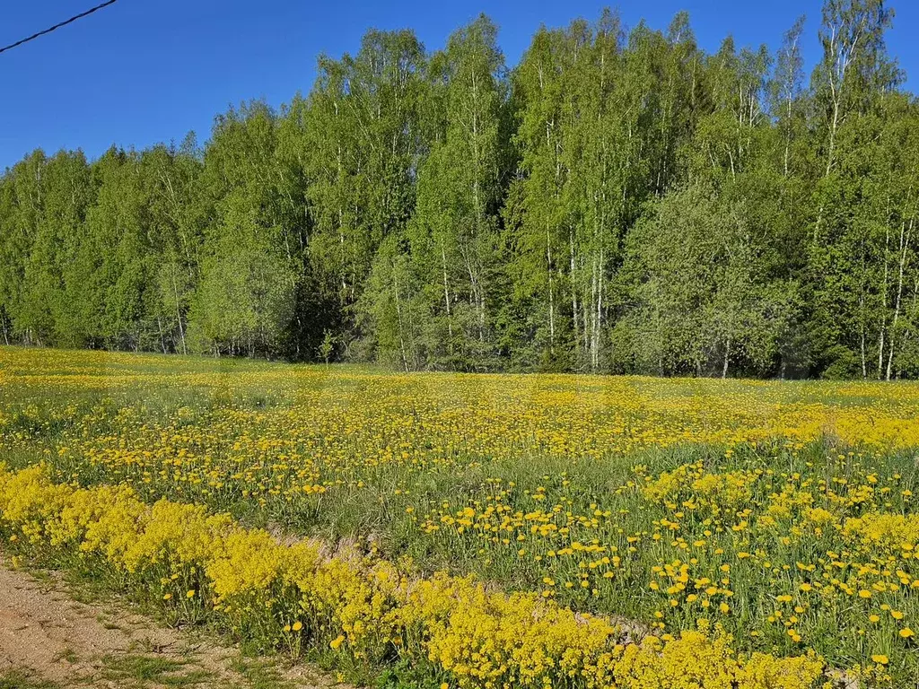 Участок 6,2 сот. (СНТ, ДНП) - Фото 1