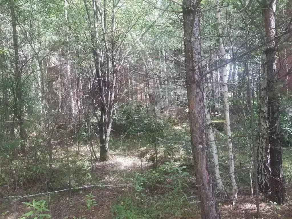 Участок в Свердловская область, Сысертский муниципальный округ, Колос ... - Фото 1