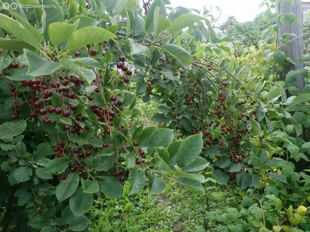 Дом в Олхинское муниципальное образование, посёлок Дачная (10 м) - Фото 1