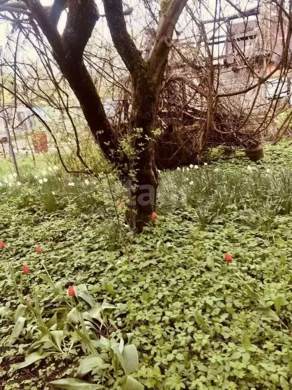 Участок в Калининградская область, Калининград Весна СНТ, ул. ... - Фото 0