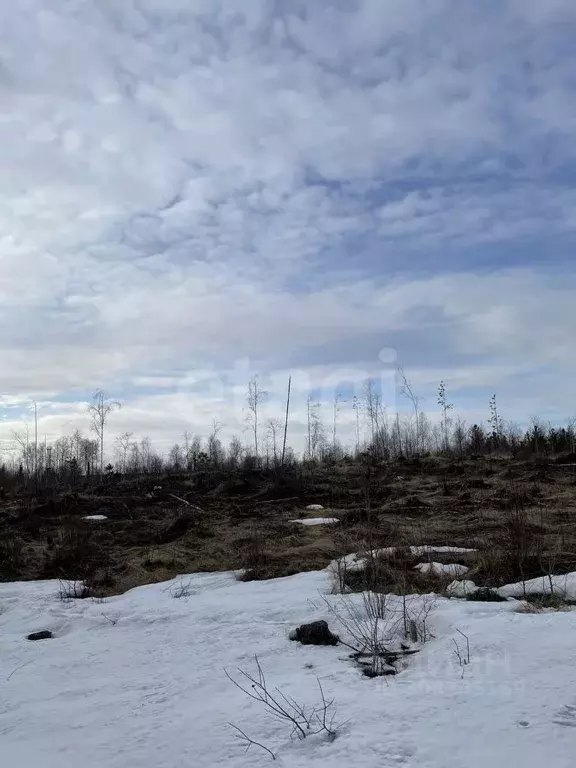 Участок в Архангельская область, Архангельск Исакогорка коллектив ... - Фото 1