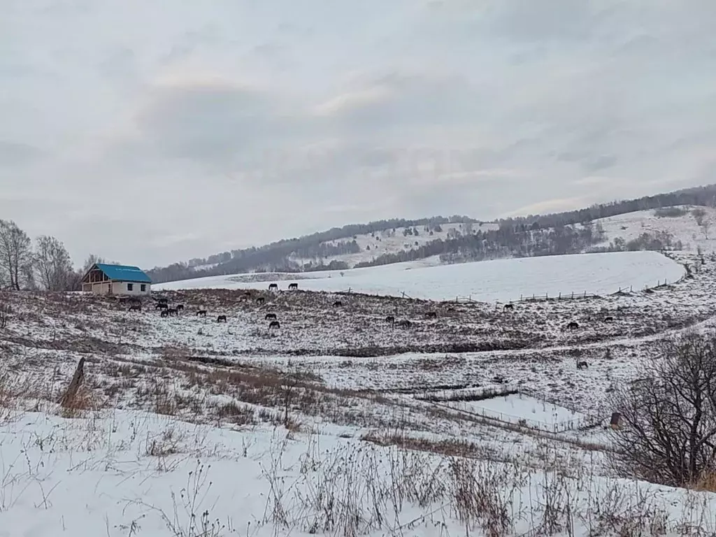 Участок в Алтай, Майминский район, с. Кызыл-Озек ул. Веселая (11.5 ... - Фото 1