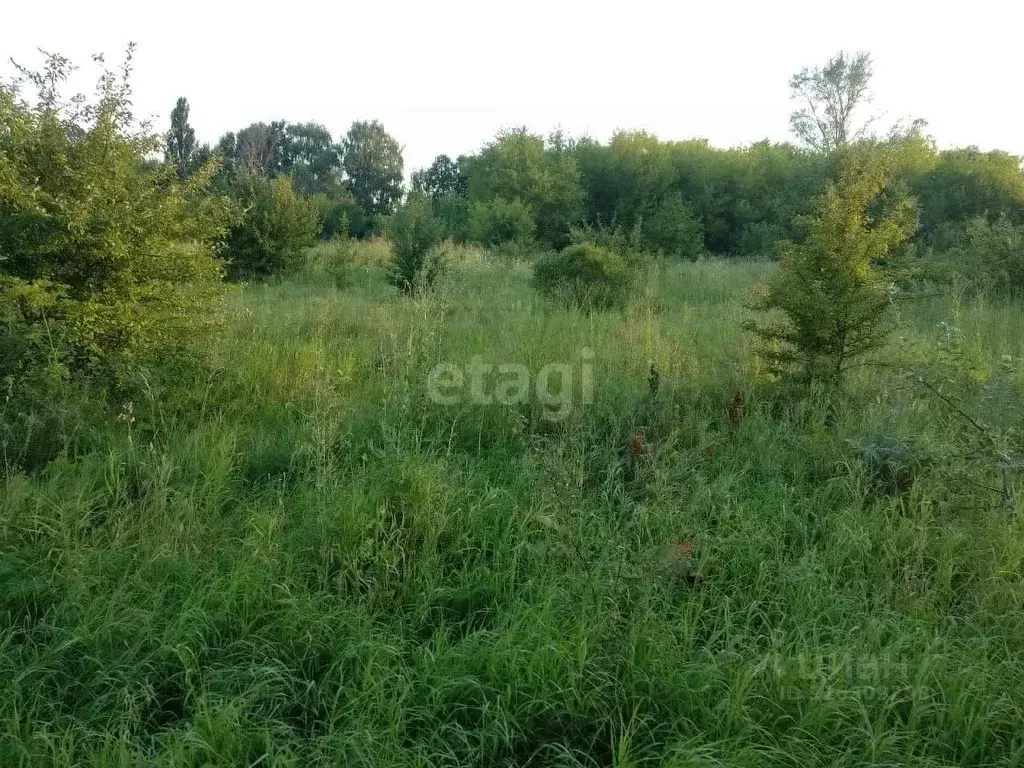 Участок в Воронежская область, Рамонский район, Чистополянское с/пос, ... - Фото 1