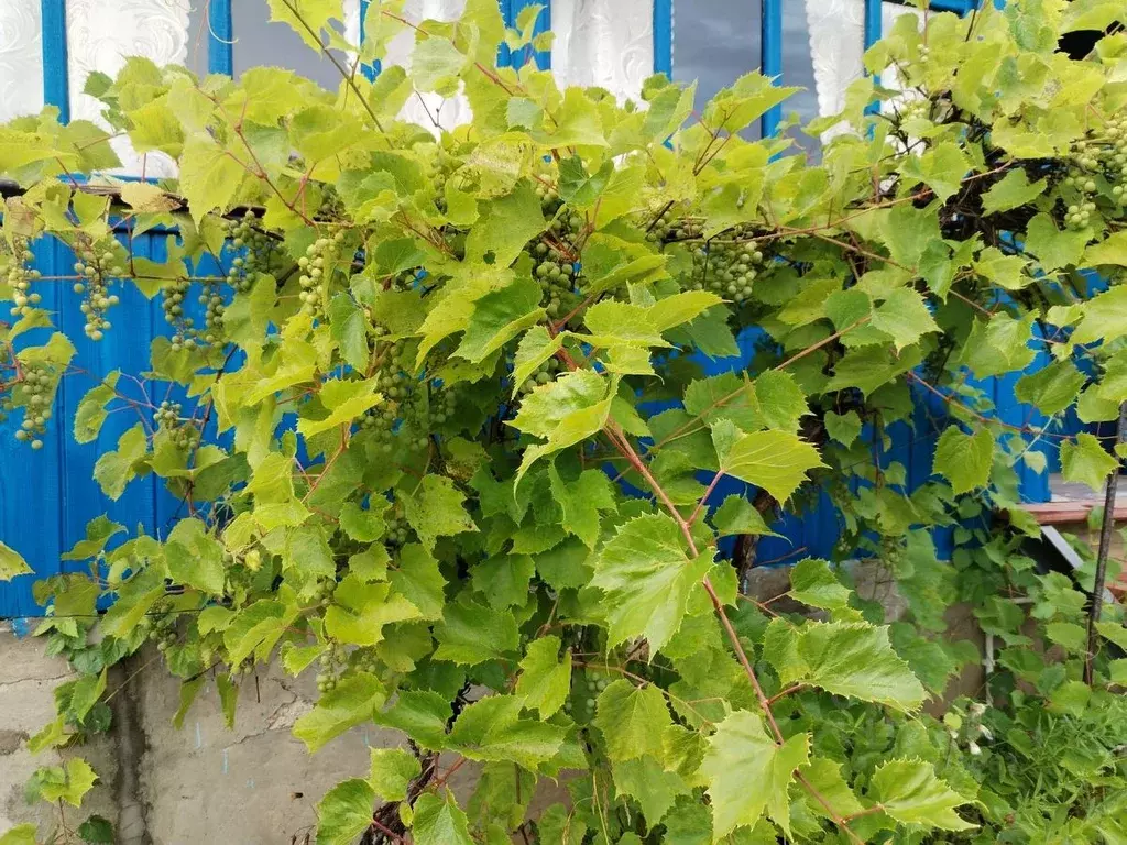 Дом в Татарстан, Верхнеуслонский район, Нижнеуслонское с/пос, Идель ... - Фото 2