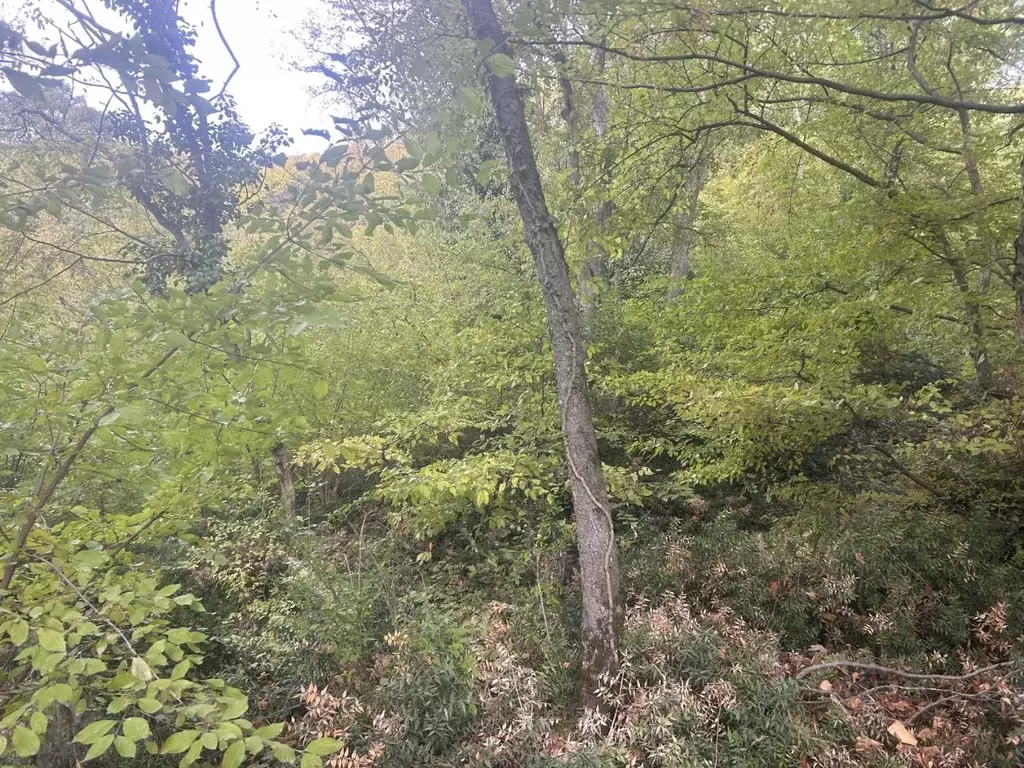 Участок в Крым, Ялта муниципальный округ, Голубой Залив пгт ул. Шайна ... - Фото 1