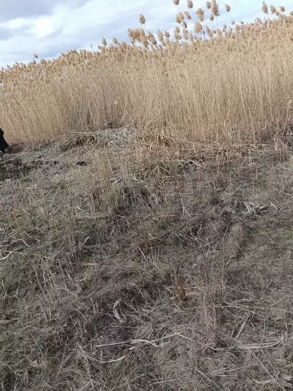 Участок 5,5 сот. (СНТ, ДНП) - Фото 0