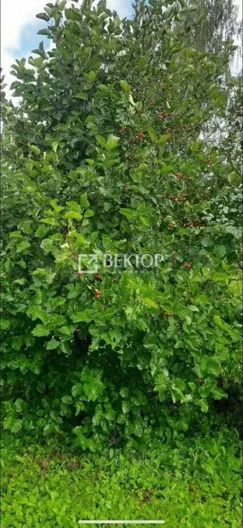 Участок в Ивановская область, Ивановский муниципальный округ, ... - Фото 1