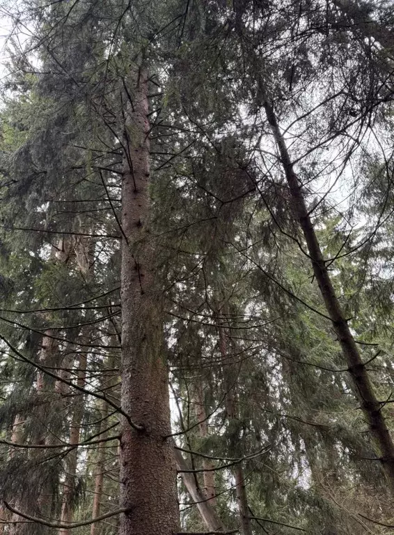 Участок в Московская область, Можайский муниципальный округ, Форест ... - Фото 2