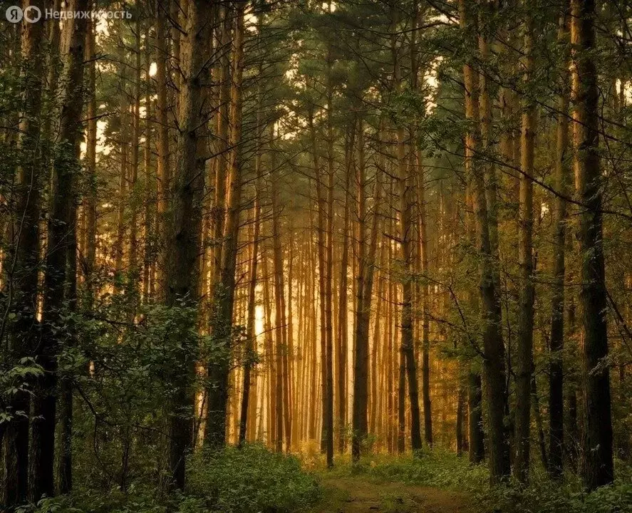 Участок в деревня Чесноково, КП Ренессанс парк, 202 (33 м) - Фото 1