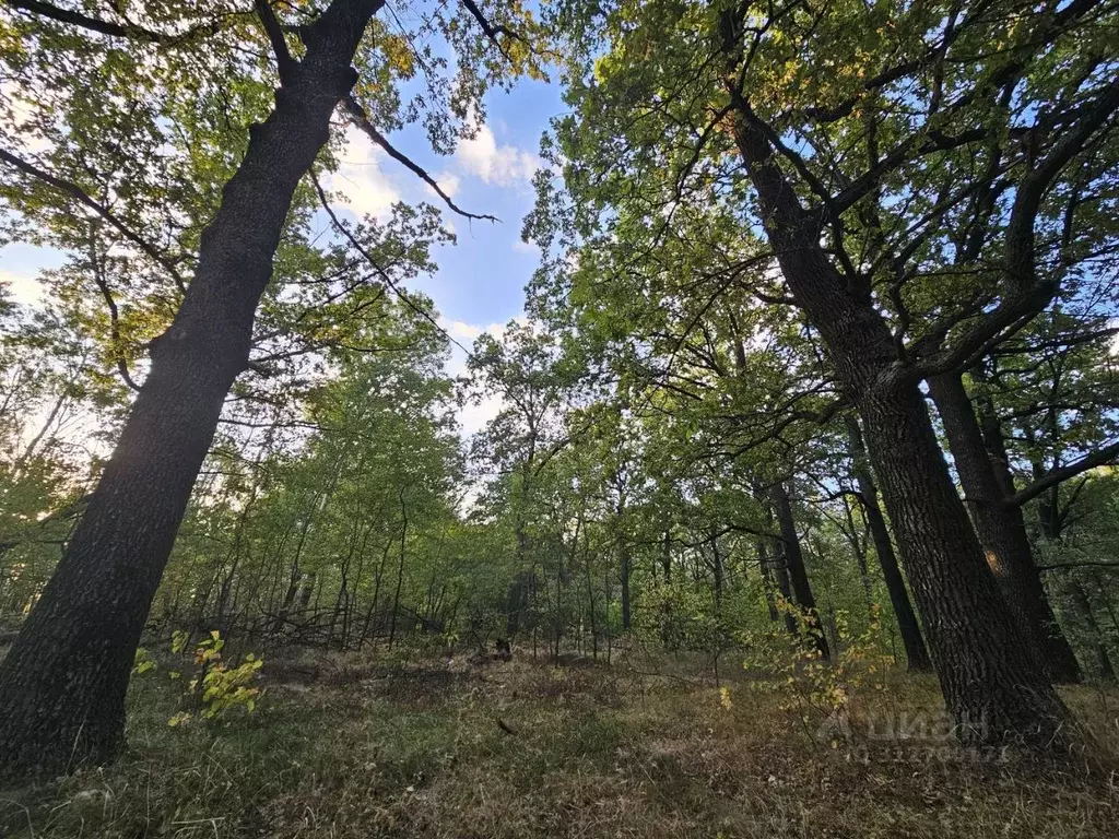 Участок в Воронежская область, Рамонский район, с. Айдарово Лесная ... - Фото 0