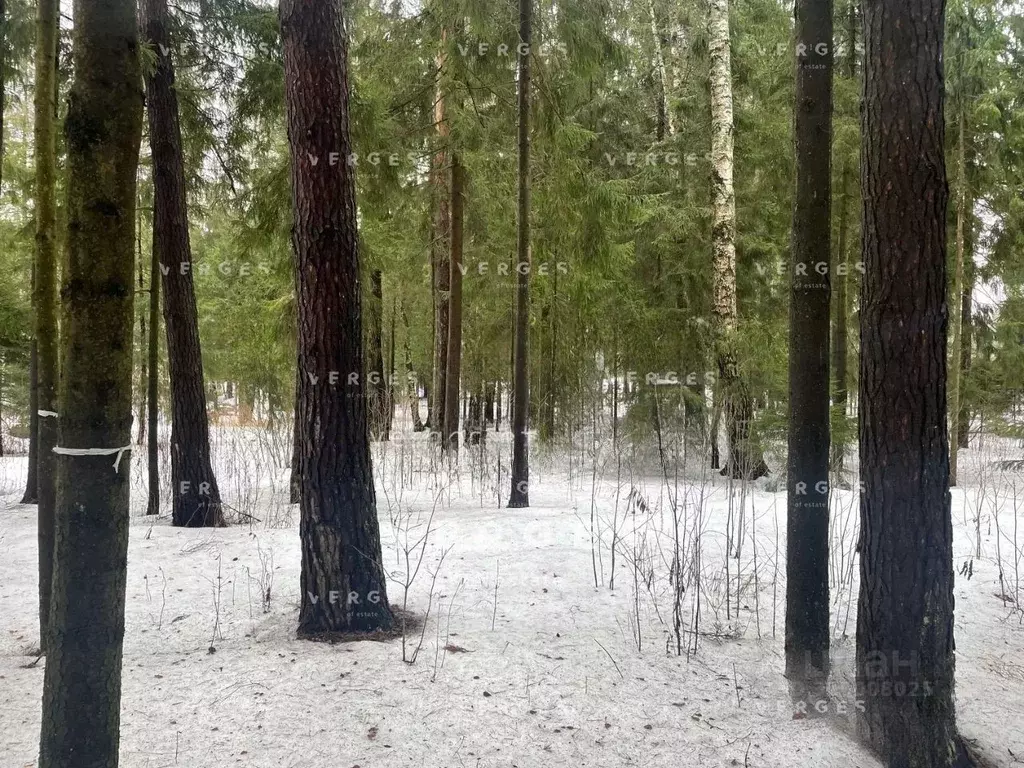 Участок в Московская область, Истра муниципальный округ, д. Чесноково, ... - Фото 2