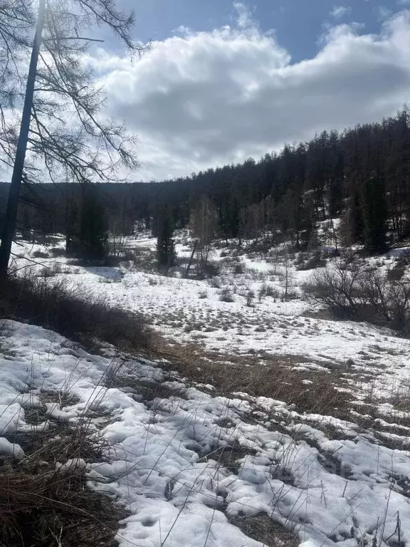 Участок в Алтай, Онгудайский район, с. Шашикман Октябрьская ул. ... - Фото 1