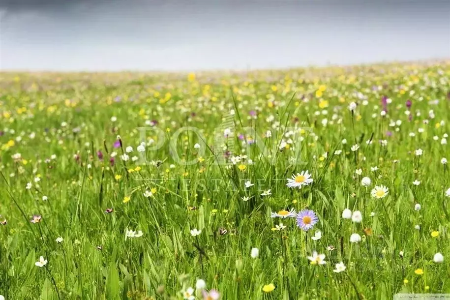 Участок в Московская область, Красногорск городской округ, с. ... - Фото 1