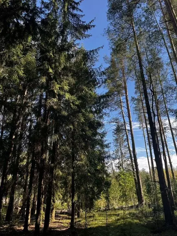 Участок в Санкт-Петербург пос. Репино,  (153.0 сот.) - Фото 2