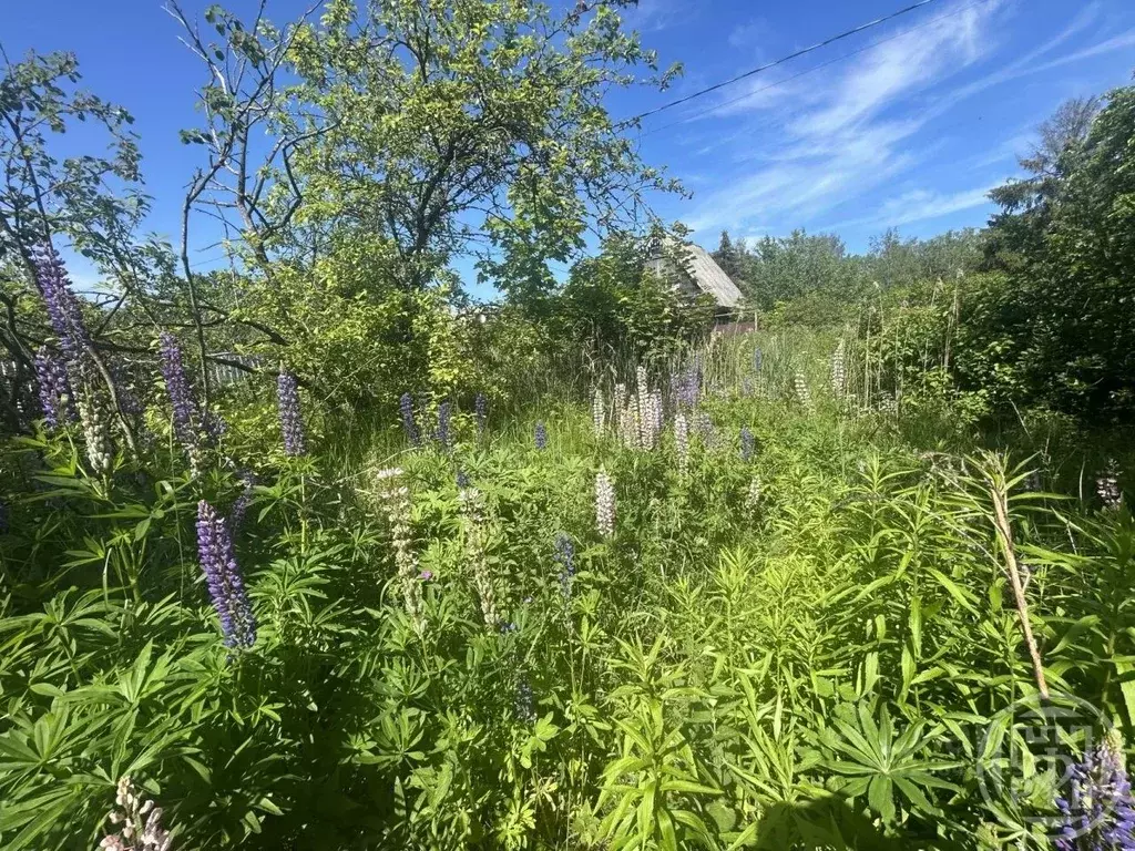 Участок в Ленинградская область, Кировский район, Синявинское ... - Фото 2