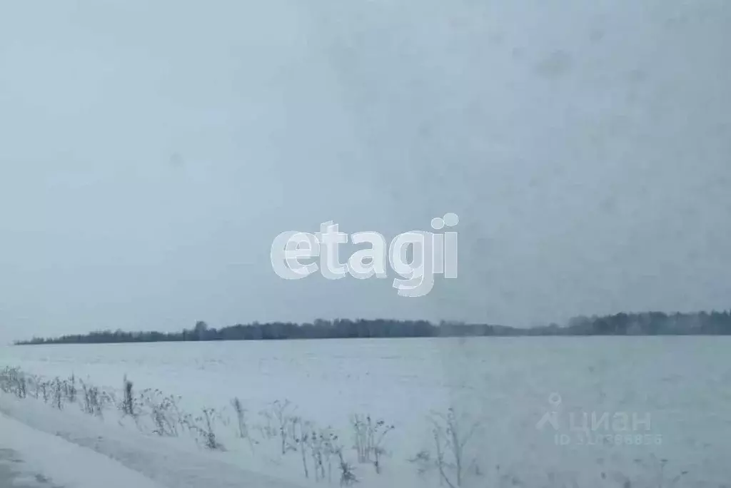 Участок в Курганская область, Шадринский муниципальный округ, с. Ключи ... - Фото 0