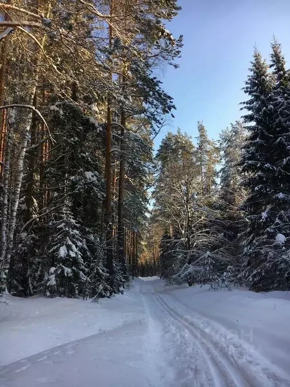 Участок в Московская область, Истра муниципальный округ, д. Павловское ... - Фото 1