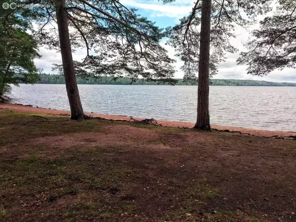 Участок в Выборгский район, Приморское городское поселение, посёлок ... - Фото 1