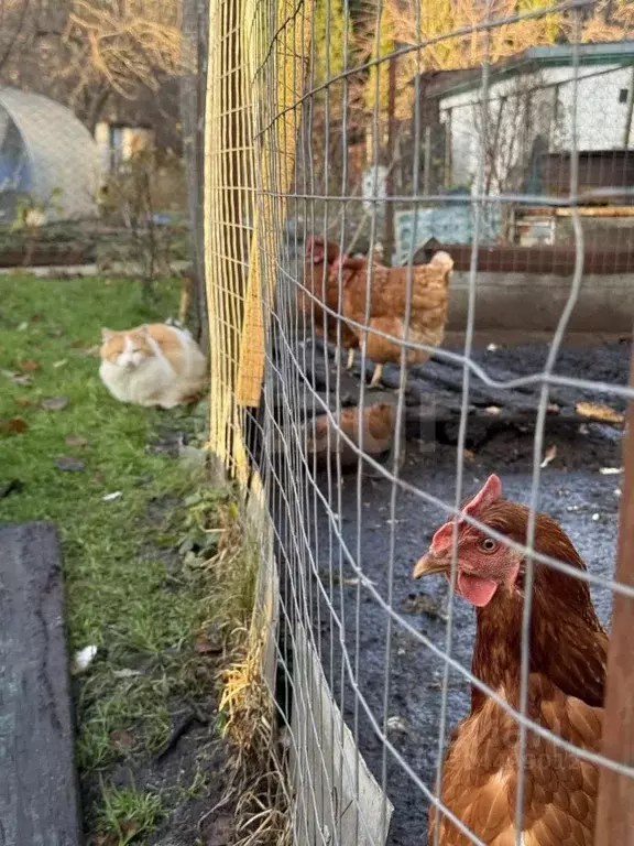 Дом в Калининградская область, Гурьевский муниципальный округ, ... - Фото 1