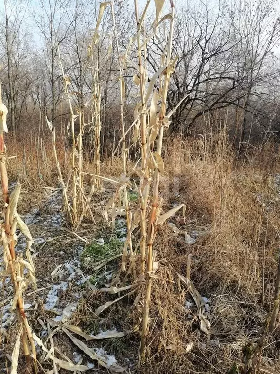 Дом в село Краснореченское, Гаражная улица, 10 (36.6 м) - Фото 0