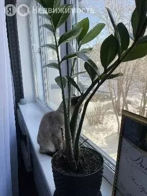 3-комнатная квартира: Барнаул, улица Попова, 22 (61.2 м) - Фото 2