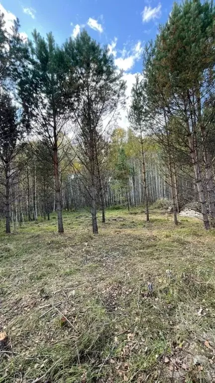 Участок в Новосибирская область, Новосибирский район, Кубовинский ... - Фото 1