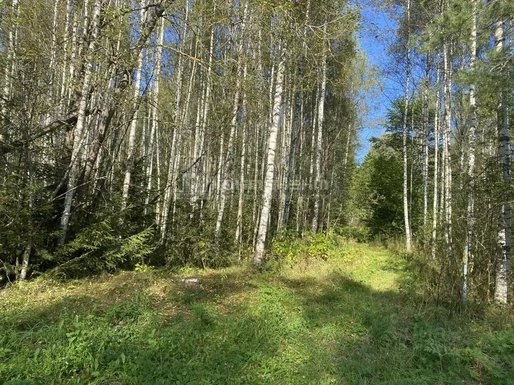 Участок в Владимирская область, Судогодский район, Головинское ... - Фото 0