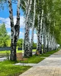 Участок в Пензенская область, Пензенский район, Мичуринский сельсовет, ... - Фото 2