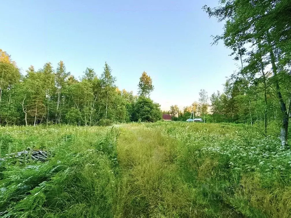 Участок в Новгородская область, Валдай Лесхозная ул. (10.0 сот.) - Фото 1