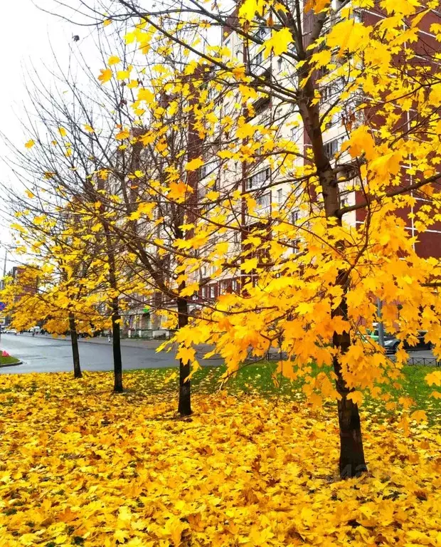 1-к кв. Санкт-Петербург Комендантский просп., 31К1 (38.4 м) - Фото 2