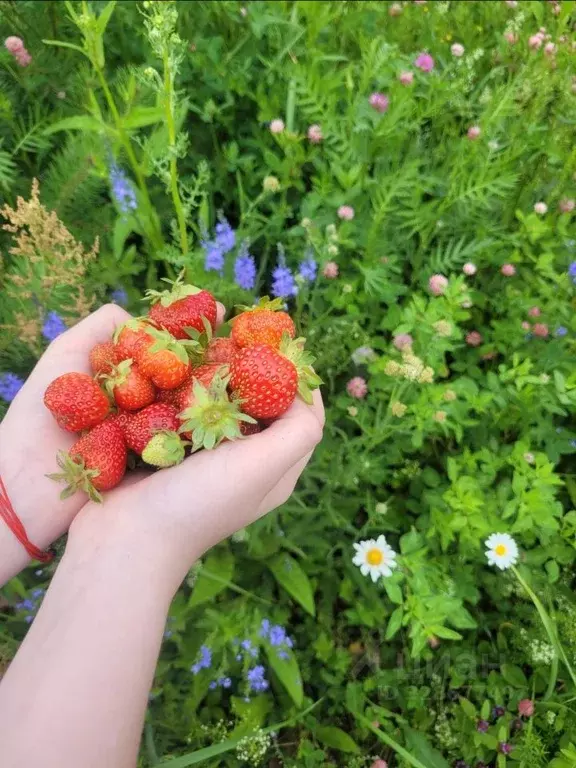 Дом в Тульская область, Дубенский район, Протасовское с/пос, с. Новое ... - Фото 1