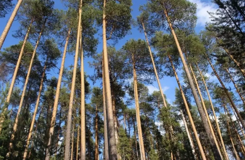 Участок в Московская область, Одинцовский городской округ, д. Раздоры, ... - Фото 1