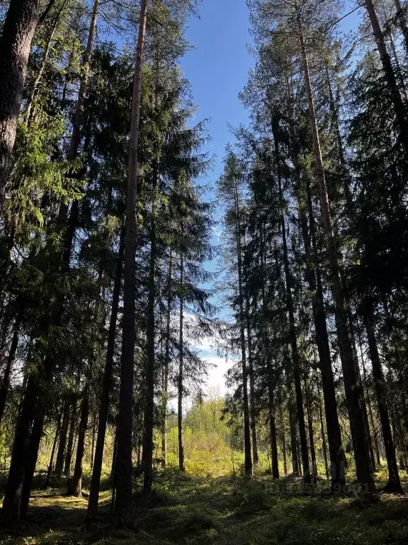 Участок в Санкт-Петербург пос. Репино, Цветочная ул. (75.0 сот.) - Фото 0