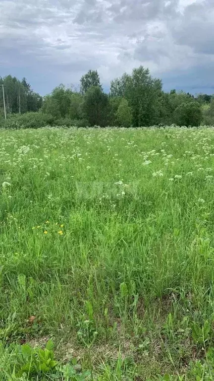 Участок в Вологодская область, Усть-Кубинский муниципальный округ, д. ... - Фото 1