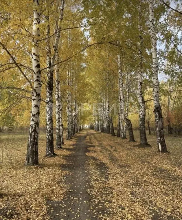 Участок в Тюменская область, Тюменский муниципальный округ, с. ... - Фото 1