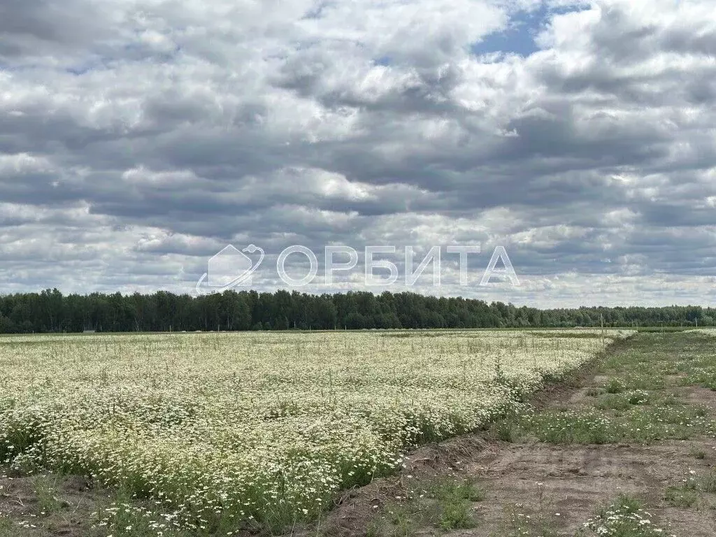 Участок в Тюменская область, Тюменский район, с. Щербак  (4.8 сот.) - Фото 1