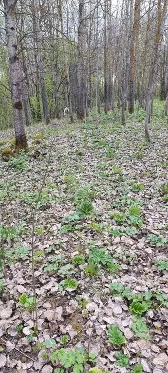 Участок в Ленинградская область, Тосненский район, Тельмановское ... - Фото 0