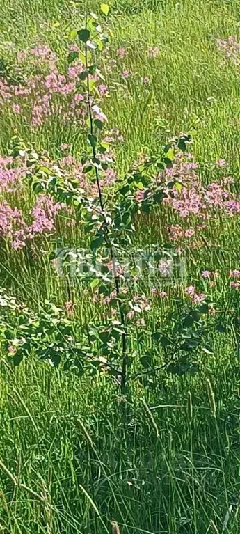Участок в Ленинградская область, Ломоносовский район, Лопухинское ... - Фото 1