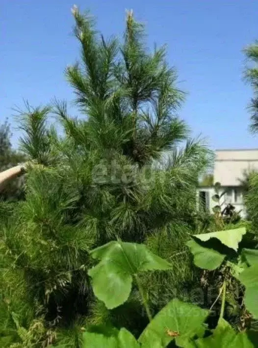 Дом в Новосибирская область, Новосибирский район, Новолуговской ... - Фото 1