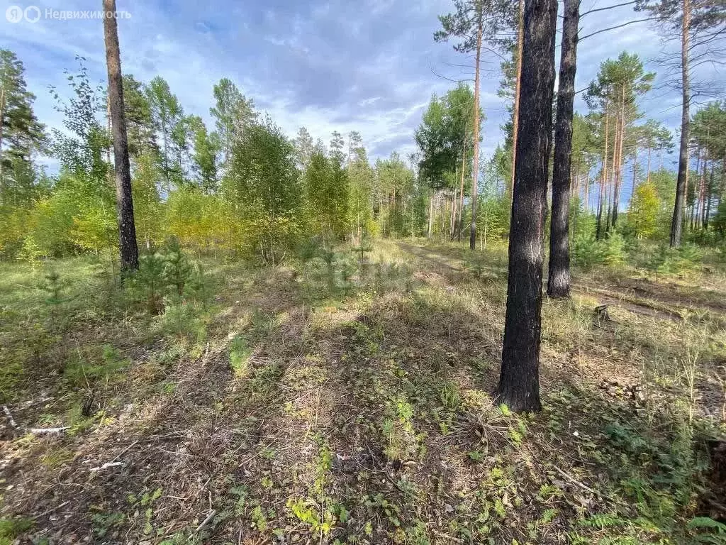 Участок в Читинский район, село Смоленка (6.4 м) - Фото 1