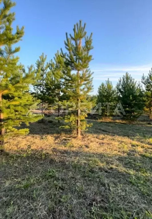 Участок в Тюменская область, Тюменский муниципальный округ, д. Ушакова ... - Фото 1