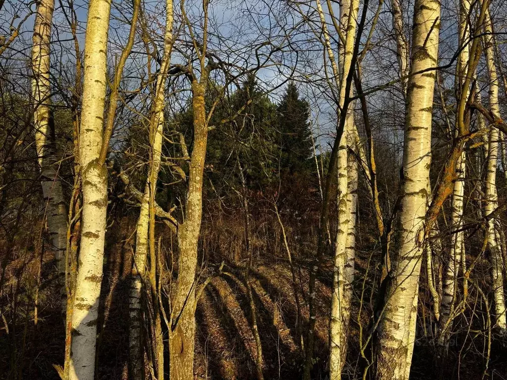 Участок в Московская область, Павлово-Посадский городской округ, д. ... - Фото 1