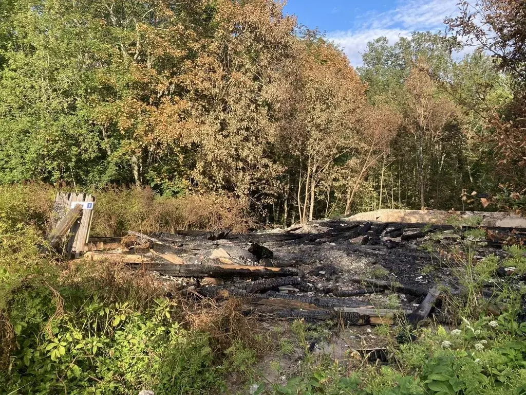 Участок в Псковская область, Палкинский муниципальный округ, ... - Фото 2