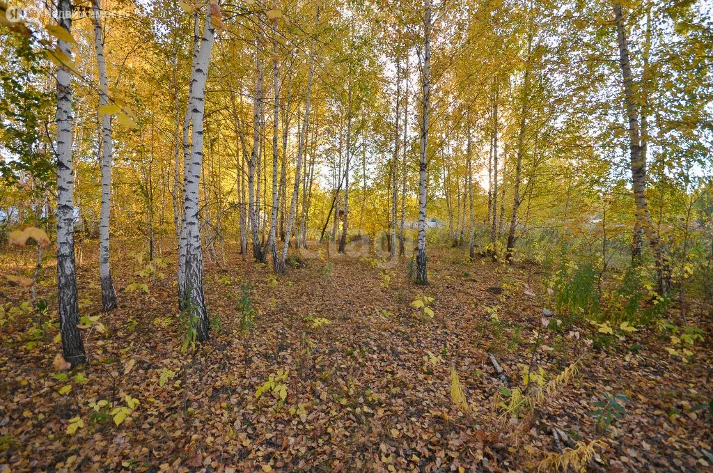 Участок в Искитимский район, Мичуринский сельсовет, СНТ Исток, ... - Фото 0